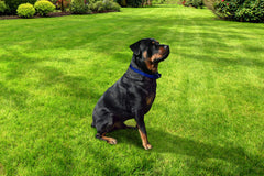 Extreme Dog Fence stubborn collar with medium contacts for versatile containment.