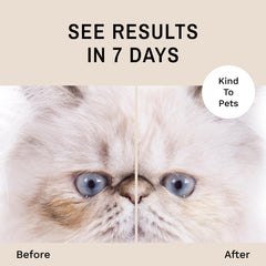 Eye Envy Persian tear stain removal for cleaner eye lines.