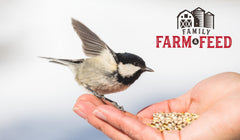 FAMILY FARM AND FEED backyard songbirds feeding on white millet seed