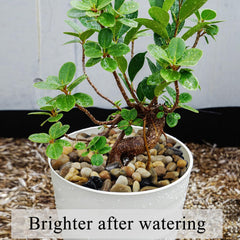 FANTIAN succulent stones promote drainage and air flow in small planters.