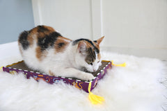 Fat Cat Zoom Around the Room catnip included to attract and entertain cats during playtime.