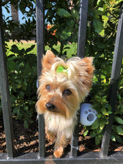 Fencemate small dog harness on a dog ensures a secure fit and safety.