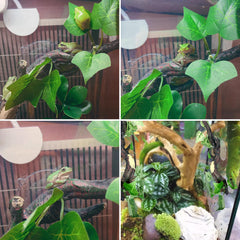 Fhiny reptile branch leaves detail for natural terrarium look