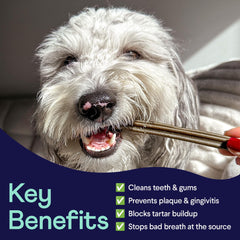 Finn Plaque Patrol dental chews offered to a medium dog during a treat moment