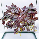 FLmoving reptile fake plant with suction cup and purple zebrina leaf for secure terrarium placement