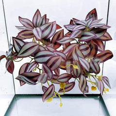 FLmoving reptile fake plant with suction cup and purple zebrina leaf for secure terrarium placement
