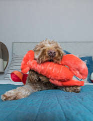 Fluff & Tuff Manny Lobster eyes photo emphasizing embroidered safety features for supervision.