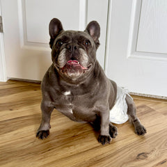 Four Paws Wee-Wee diaper with leak-guard flaps to help prevent leaks during activity.