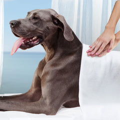 Fromm Large Breed Adult Gold family meal concept, premium dog nutrition in action.