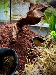 FROSTO mangrove root hideout closeup detail for safe spaces.