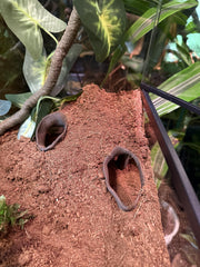 FROSTO terrarium hideout texture root in dark chocolate blends with decor.