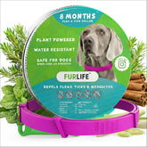 FurLife pink flea and tick collar on a dog outdoors for prevention.