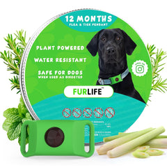 FurLife green dog tag pendant clipped to a collar for secure daily wear