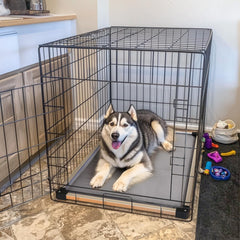 FXW TitanNest elevated dog bed showcasing 42x27 size for medium dogs.