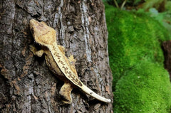 Galápagos Natural Cork Bark hollow cave creates secure hiding spots in terrariums.