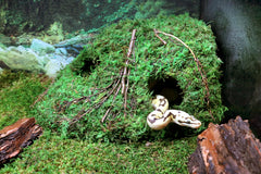Galapagos Sapa Corner Hide side view illustrating the side window for monitoring.