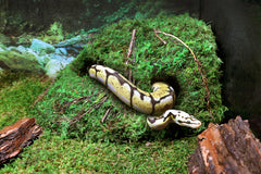 Galapagos Sapa Corner Hide space-saving corner design fits compact terrariums.