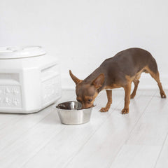 Gamma2 Vittles Vault stores dog kibble and birdseed neatly and accessibly.