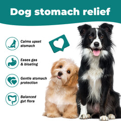 Generic Ginger Root and Chamomile blend aids calm digestion in dogs