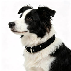 Generic Heavy-Duty Nylon Dog Collar: nylon weave detail shows rugged durability.