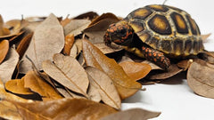 Generic Live Oak Leaf Litter habitat scene demonstrates a thriving terrarium microhabitat.