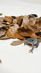 Generic Live Oak Leaf Litter packaging emphasizes clean pesticide-free collection for safe terrarium use.