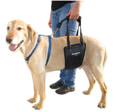 GingerLead rear-sling-harness provides stable support for dogs during movement.
