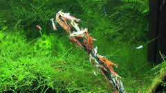 GlasGarten Shrimp Lollies moringa stick supplies plant-based nutrients