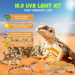 GlowUp bearded dragon UVB light setup for clear daytime basking.