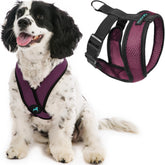 Gooby Comfort X Harness in purple with back D-ring for secure leash control.