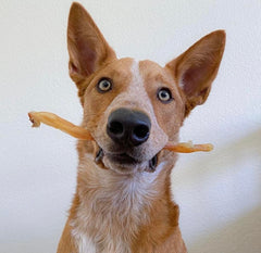 Close-up of Green Butterfly Brands beef tendon chew, odor-free and durable