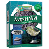 GREEN WATER FARM Daphnia eggs bags showing live culture ready for betta feeding.