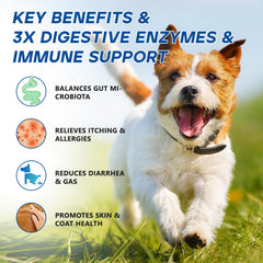 GuruAmi probiotic chews with digestive enzyme blend for daily wellness.