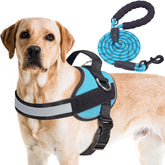 Haapaw essential dog harness with 3 leash clips for versatile walking