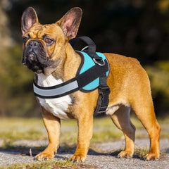Haapaw harness reflective straps boost visibility during evening walks