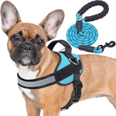 Haapaw Essential harness with three leash points for flexible walking options