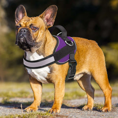 Haapaw Essential Dog Harness widened handle provides comfortable grip on long walks