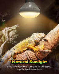 Haceryc basking-area enclosure heat lamp creates a proper sunspot in tank.