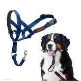 Halti headcollar with adjustable nose band guiding your dog calmly during walks.