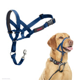 Halti headcollar with padded nose band for gentle control during walks