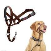 Halti Headcollar pull-control for calmer leash walks.