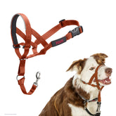 Halti headcollar pull-control on a calm walking dog for easier leash management