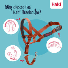 Halti headcollar reflective accents visible during low light walks