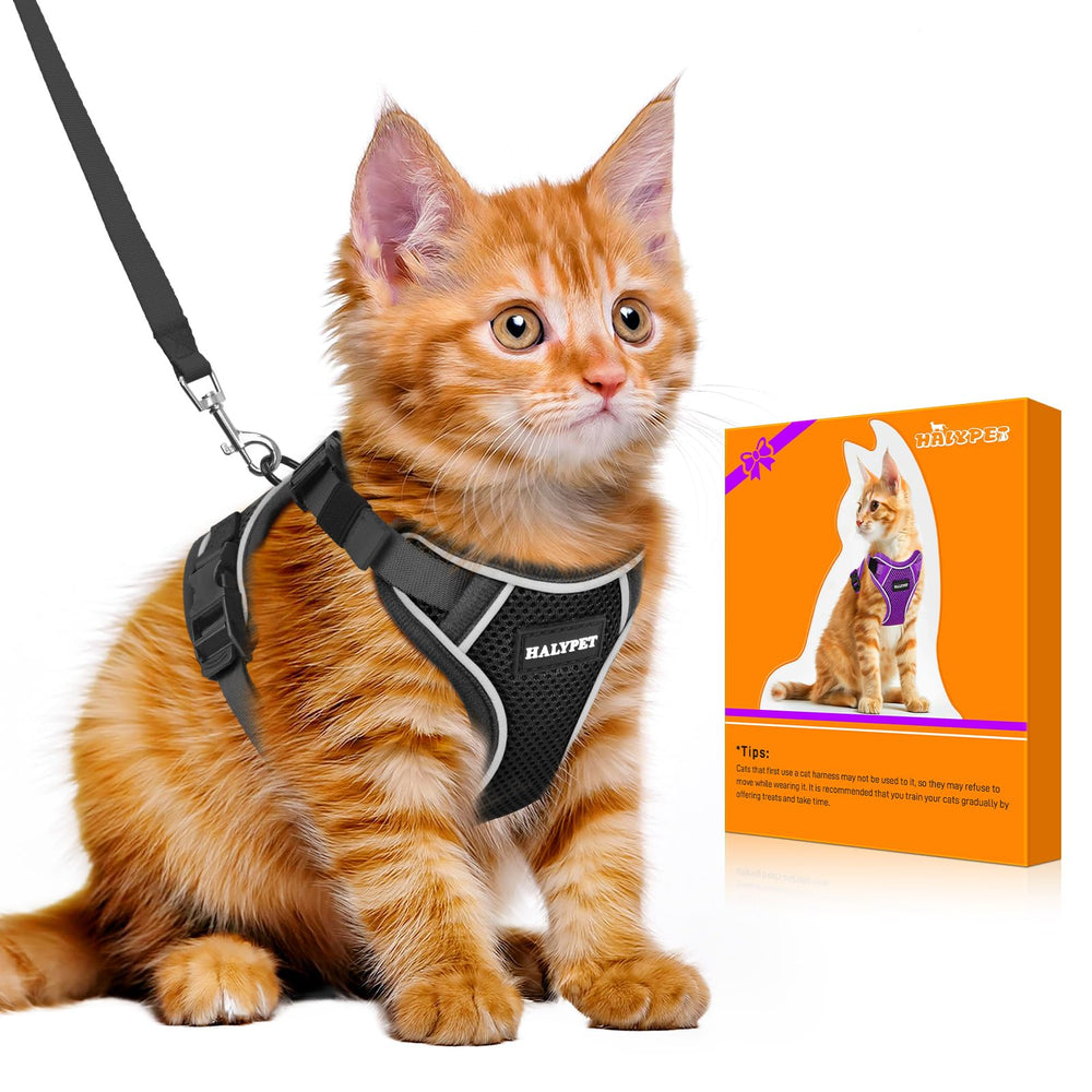 Halypet H600 Pro escape-proof harness on a cat for safe outdoor exploration