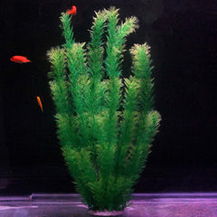 Two-pack Hamiledyi plant set displayed for flexible tank styling.