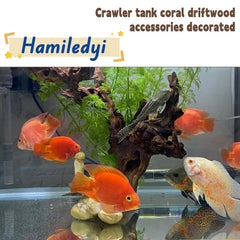 Hamiledyi driftwood branch in tank demonstrates natural decor for aquariums.