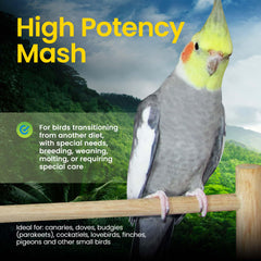 Bird at feeding time enjoys a nutrient-dense mash blend from Harrison's High Potency Mash.