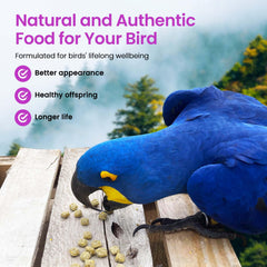 Harrison's Power Treats brighten plumage with balanced fats and natural ingredients
