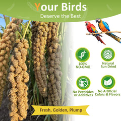Hatortop millet seed for parakeets ready for daily feeding.