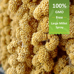 Hatortop sun-dried millet spray closeup highlights natural nutrition for birds.